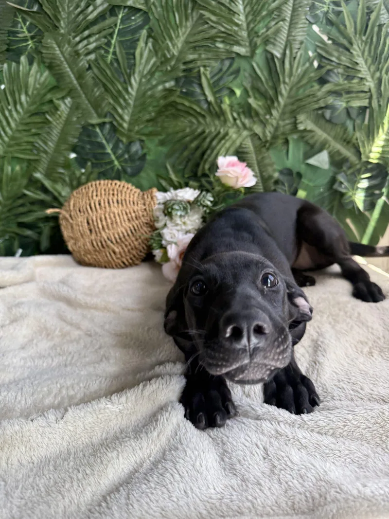 A baby medium-sized female Black Mixed Breed dog named Lucy for adoption in Richmond, VA