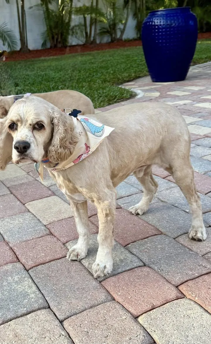 Dexter & Leyla thumbnail 2