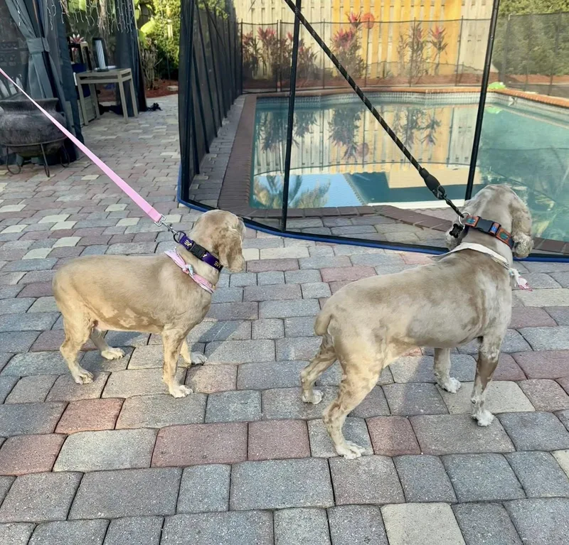 Dexter & Leyla thumbnail 3