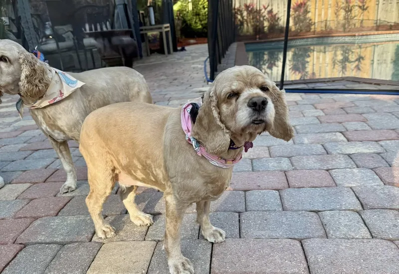 Dexter & Leyla thumbnail 5