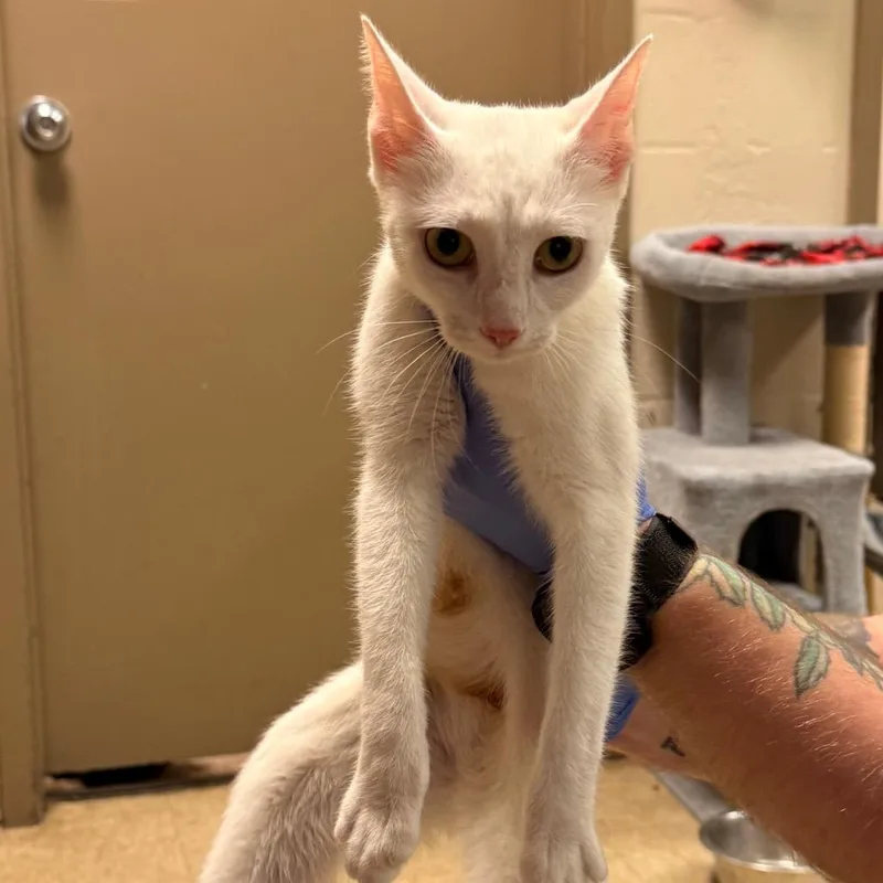 A young medium-sized female White Domestic Short Hair cat named Piper for adoption in Birmingham, AL