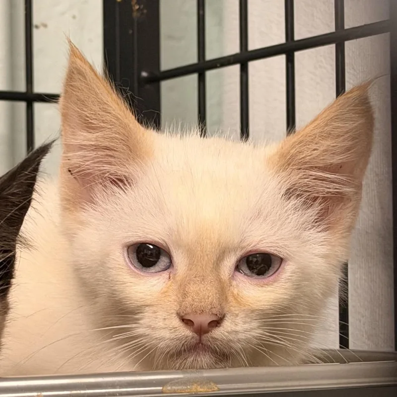 A baby small-sized male Flame Point Domestic Short Hair cat named Samuel for adoption in Columbus, NC