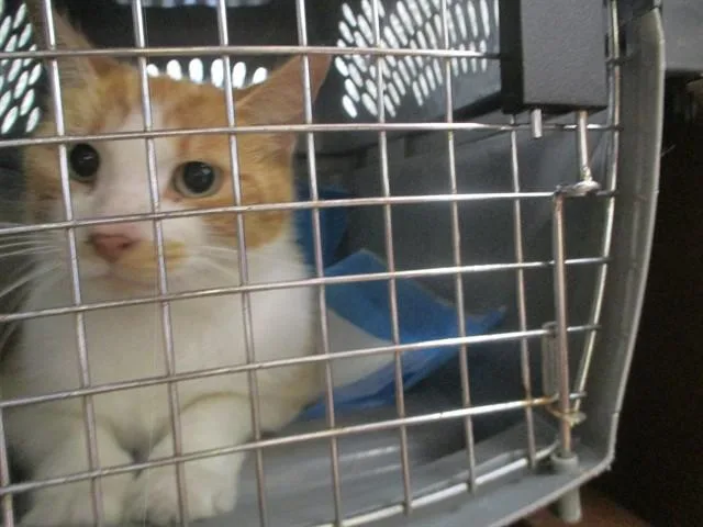 An adult small-sized male Domestic Short Hair cat named Buster for adoption in Ocala, FL