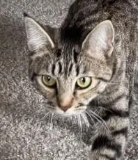 An adult medium-sized female Tabby (Brown / Chocolate) Domestic Short Hair cat named Sima for adoption in Spokane Valley, WA