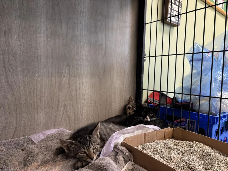 A baby medium-sized male Tabby (Brown / Chocolate) Domestic Short Hair cat named Bilo Borat for adoption in Vernon, NJ