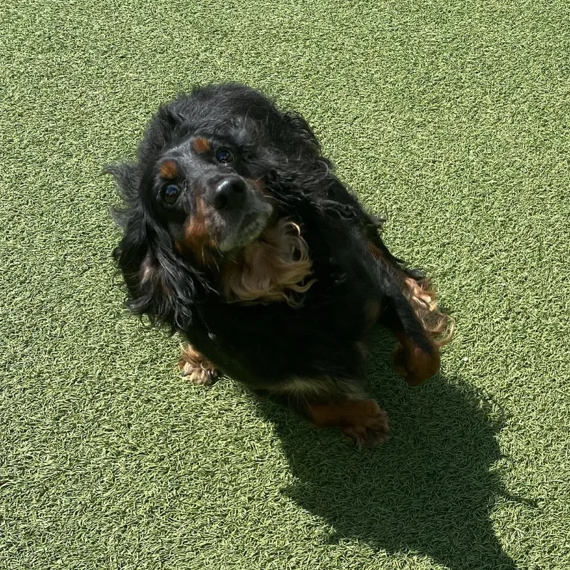 An adult medium-sized female Black English Cocker Spaniel dog named Bug for adoption in LOXAHATCHEE, FL