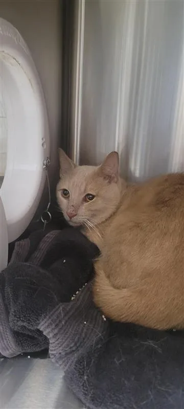 An adult small-sized male Domestic Short Hair cat named Snowball for adoption in West Chester, PA