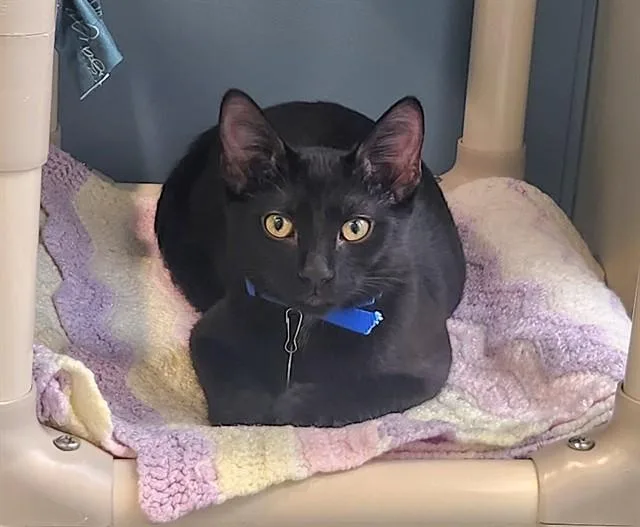 A young small-sized male Domestic Short Hair cat named Juno for adoption in St. Louis, MO