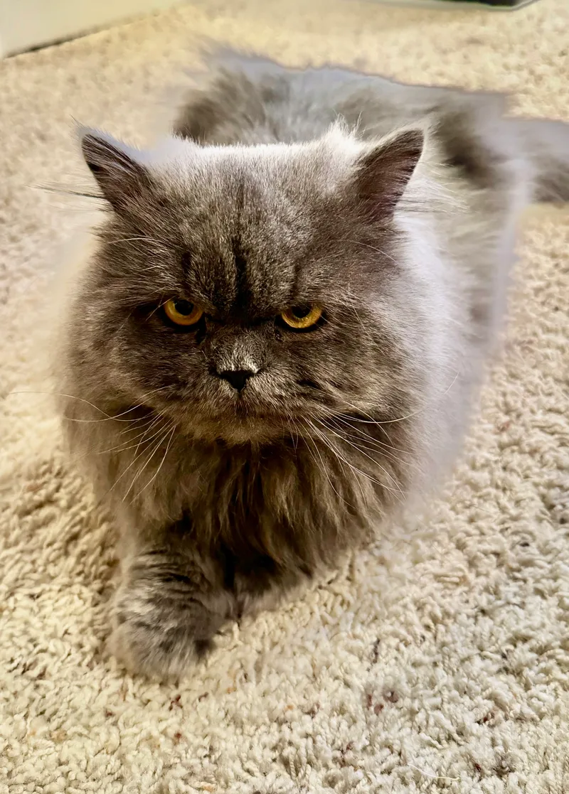 An adult medium-sized male Gray / Blue / Silver Persian cat named Matthew for adoption in Farmington Hills, MI