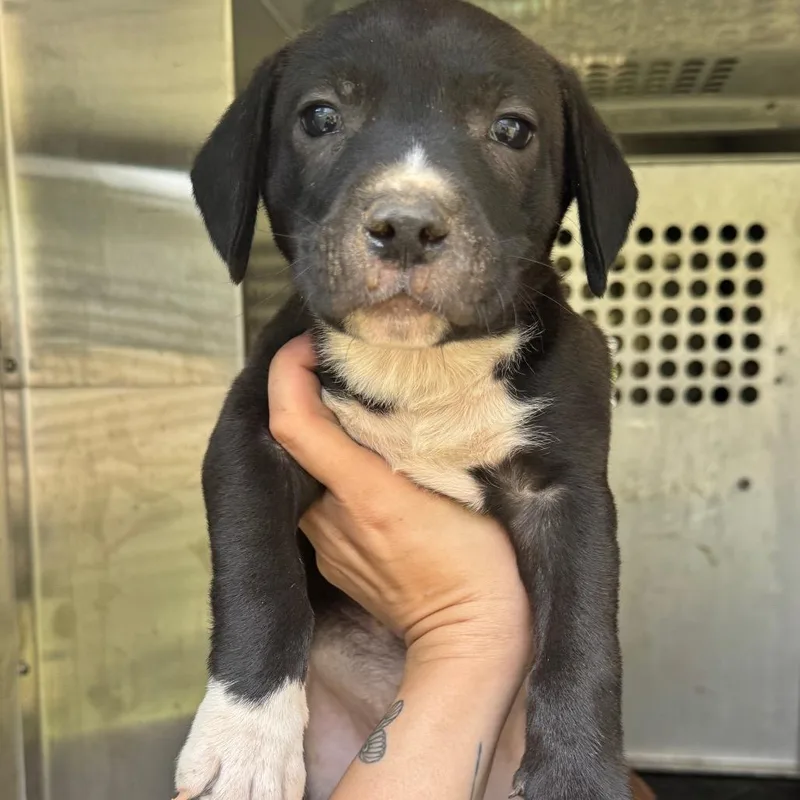 A baby small-sized male Black Pit Bull Terrier dog named Kodiak for adoption in Birmingham, AL