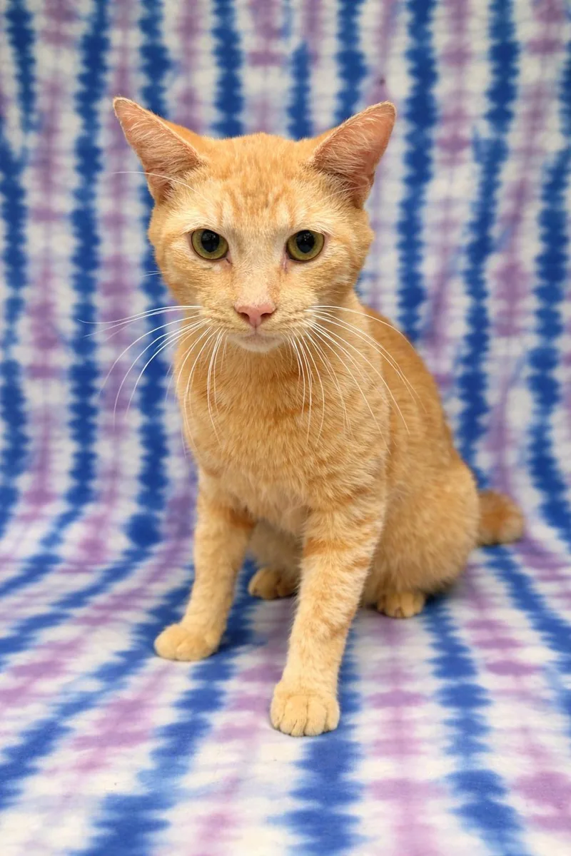A young medium-sized male Tabby (Orange / Red) Domestic Short Hair cat named Carrot Cake for adoption in Valdosta, GA