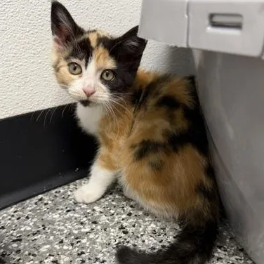 A baby medium-sized female Calico Domestic Short Hair cat named Checkers for adoption in Bryan, OH