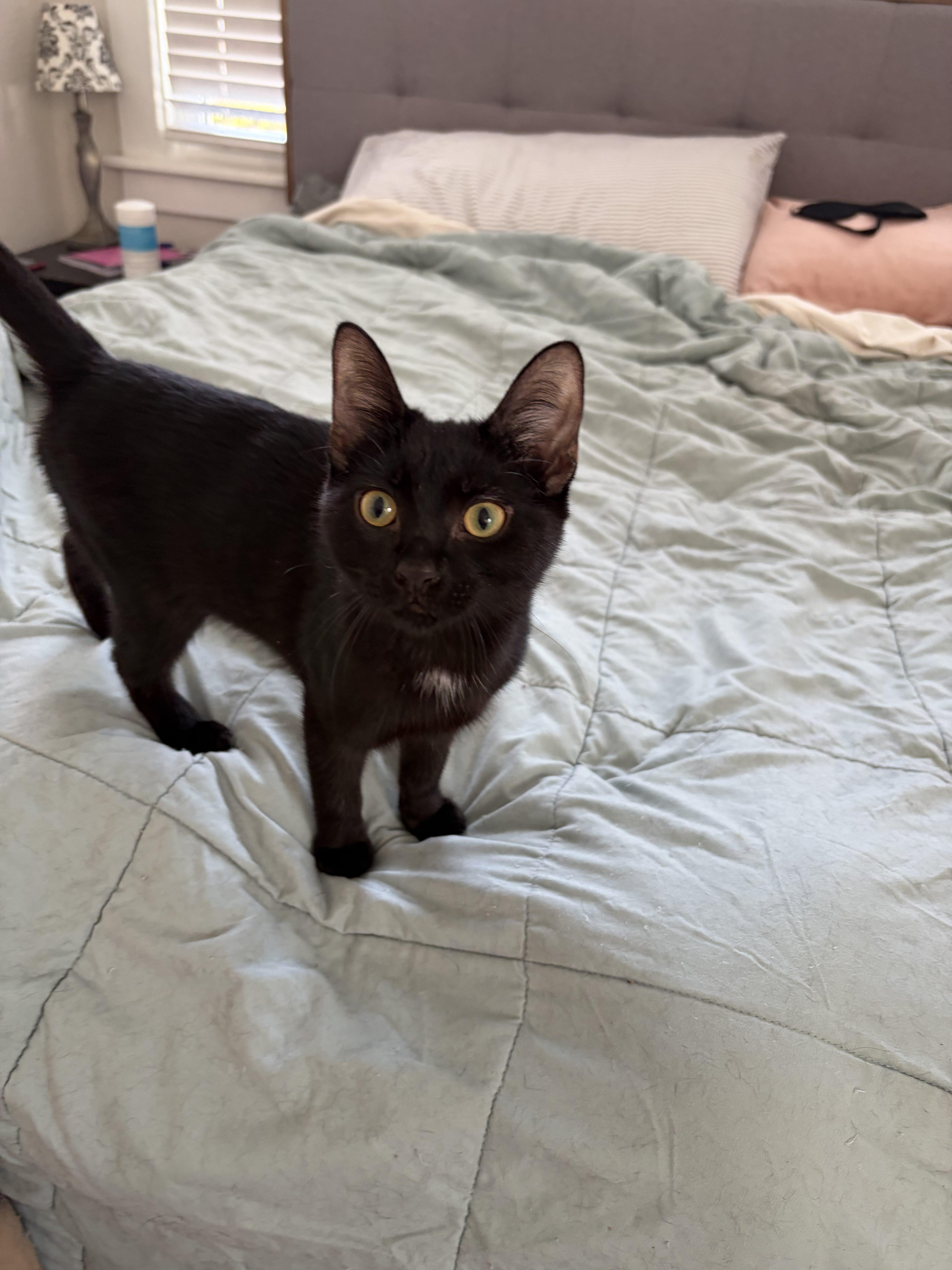 A baby small-sized female Black Domestic Short Hair cat named Valia for adoption in Norfolk, VA