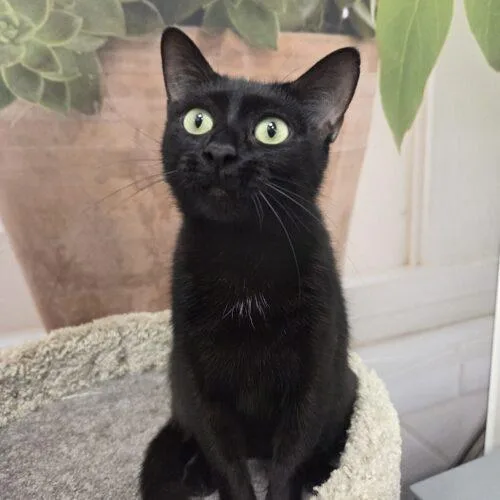 A young medium-sized female Black Domestic Short Hair cat named Sabari for adoption in Canal Winchester, OH