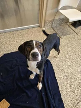 A baby medium-sized male Feist dog named Jambo for adoption in Westland, MI