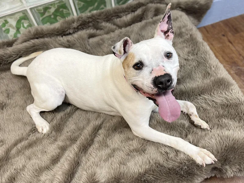 Mistletoe thumbnail 2