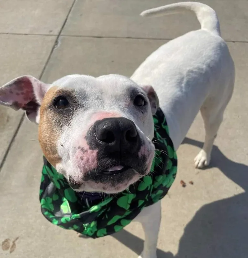 Mistletoe thumbnail 5