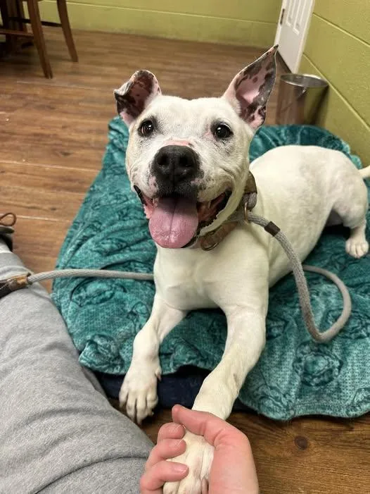 Mistletoe thumbnail 6