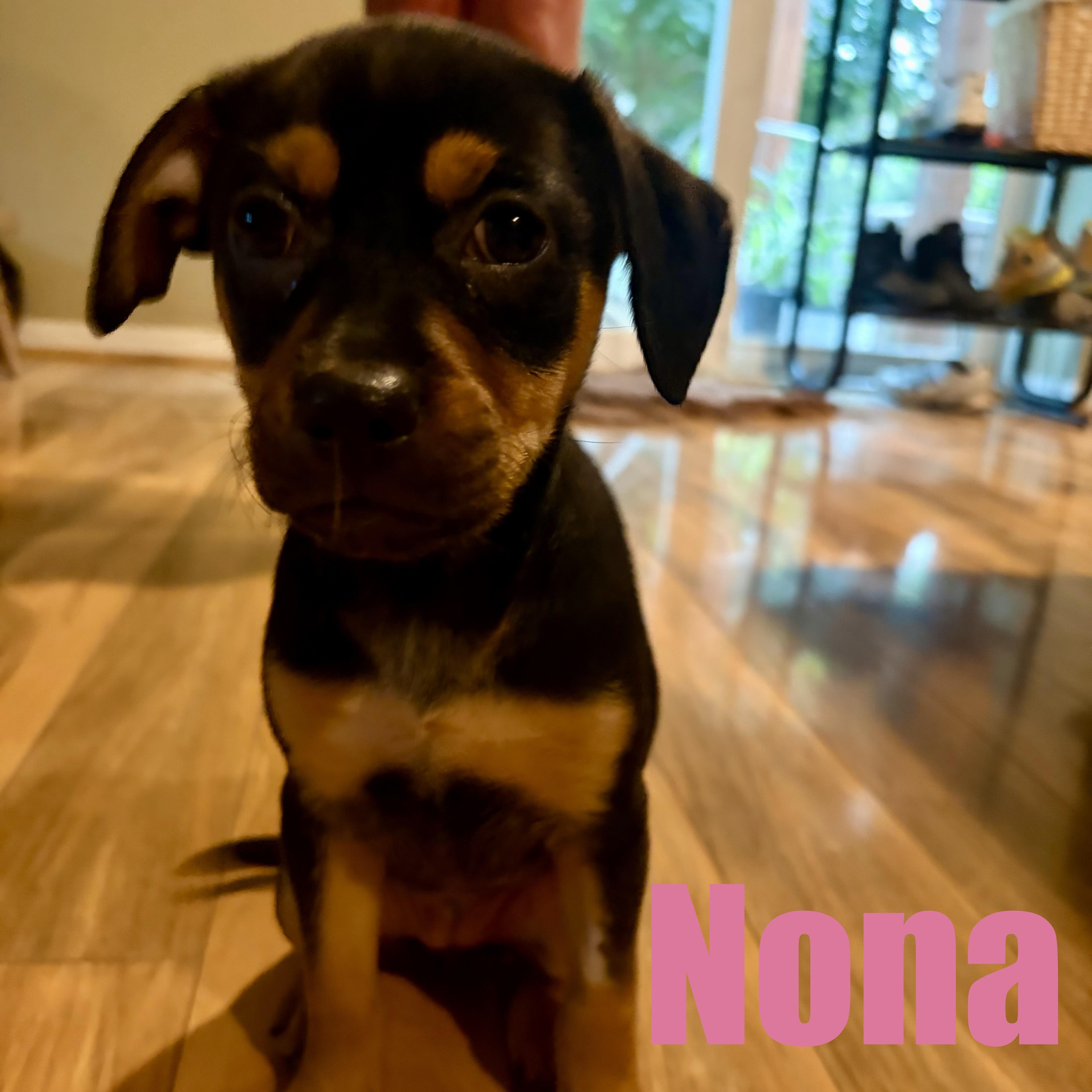 A baby medium-sized female Hound dog named Nona for adoption in Ellicott City, MD