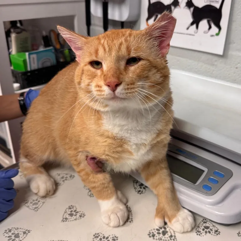 An adult large-sized male Orange / Red Domestic Short Hair cat named Talker for adoption in Birdsboro, PA