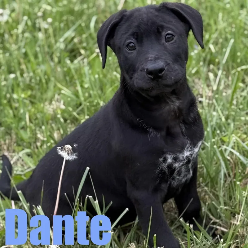 Dante thumbnail 4