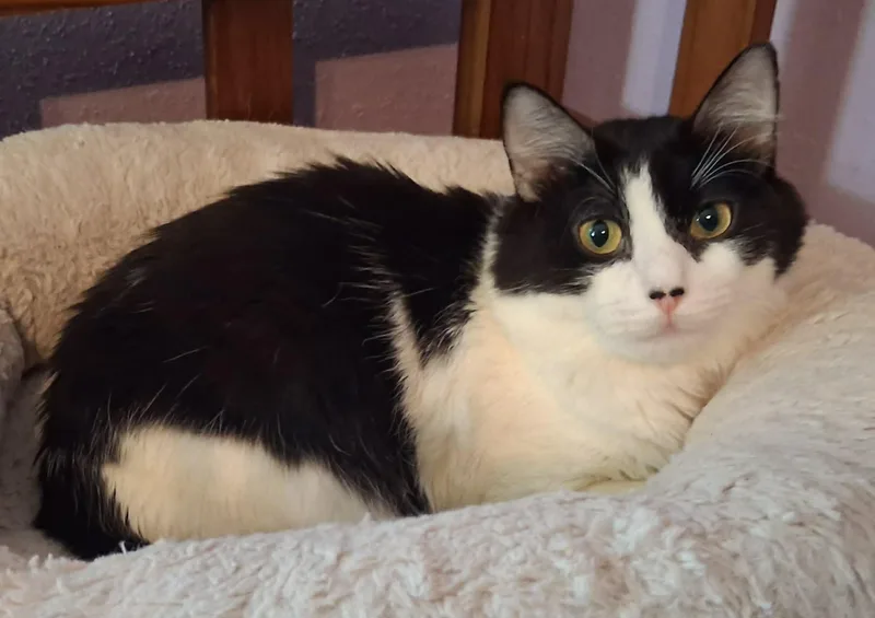 A young small-sized female Black & White / Tuxedo Domestic Medium Hair cat named Dallas Mom of for adoption in Spring Branch, TX