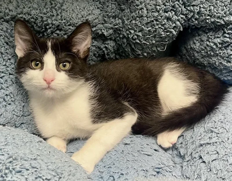 A baby small-sized male Black & White / Tuxedo Domestic Short Hair cat named Saturn for adoption in Jamestown, CA