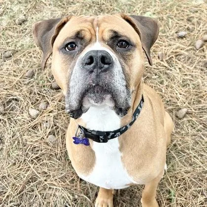An adult large-sized male Sable Mixed Breed dog named Chewy for adoption in Lansing, MI
