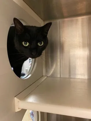 An adult medium-sized female Domestic Short Hair cat named Serena for adoption in Fallston, MD