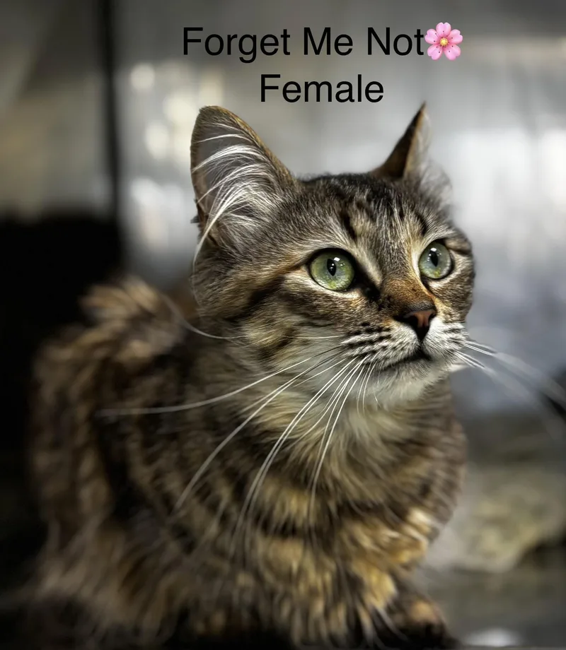 Forget Me Not thumbnail 2