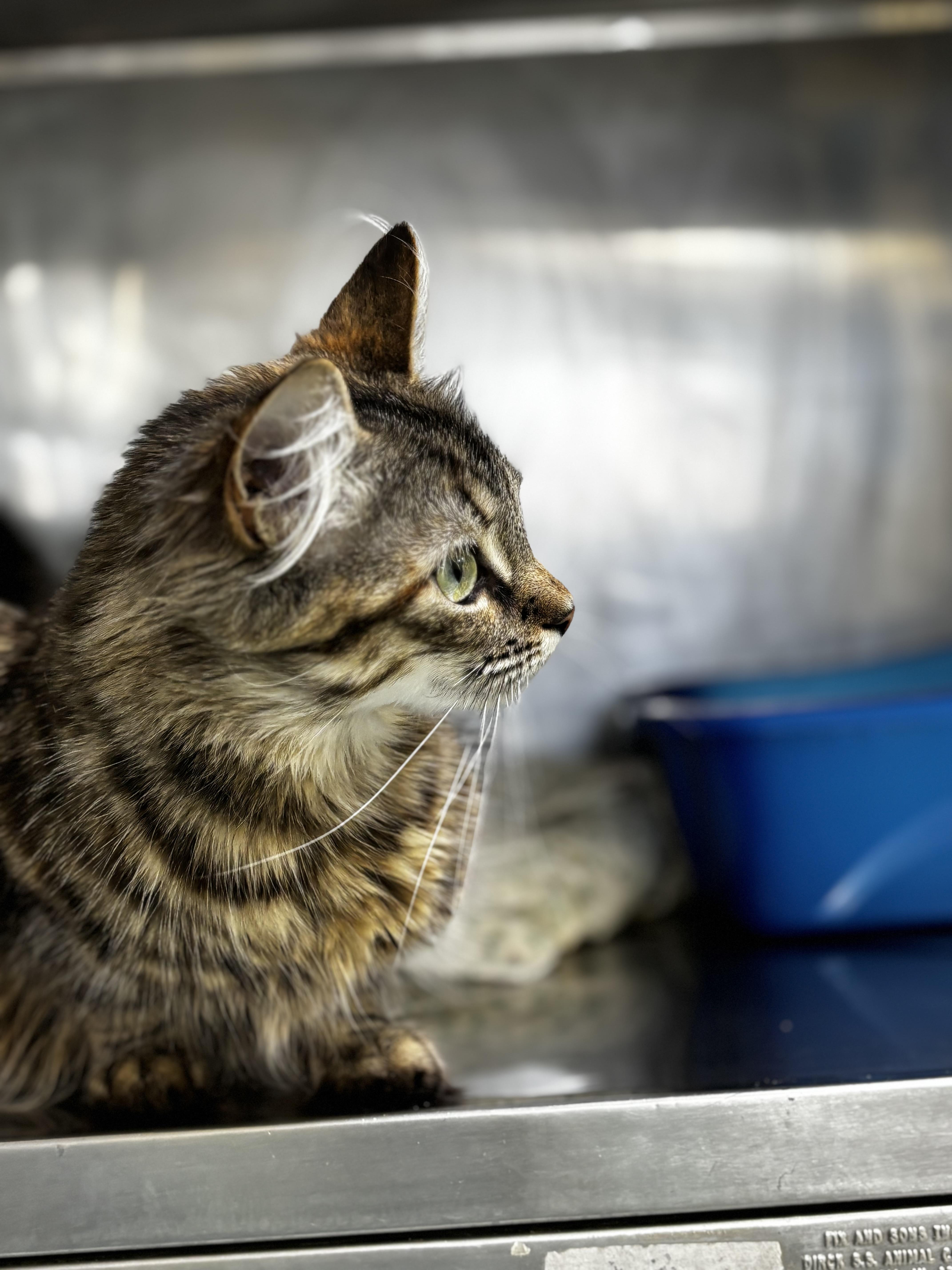 Forget Me Not thumbnail 3