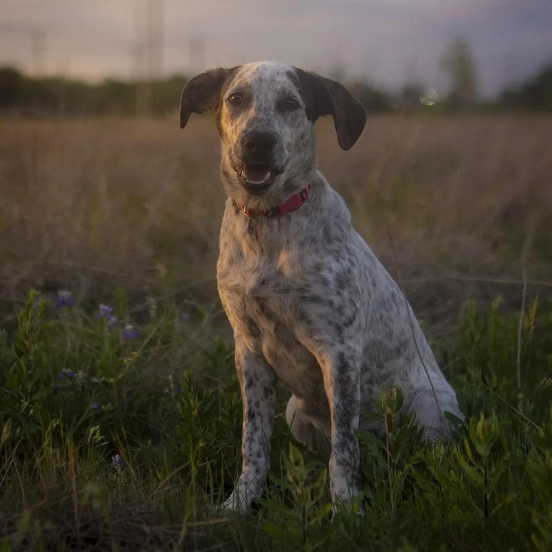 London Fog thumbnail 2