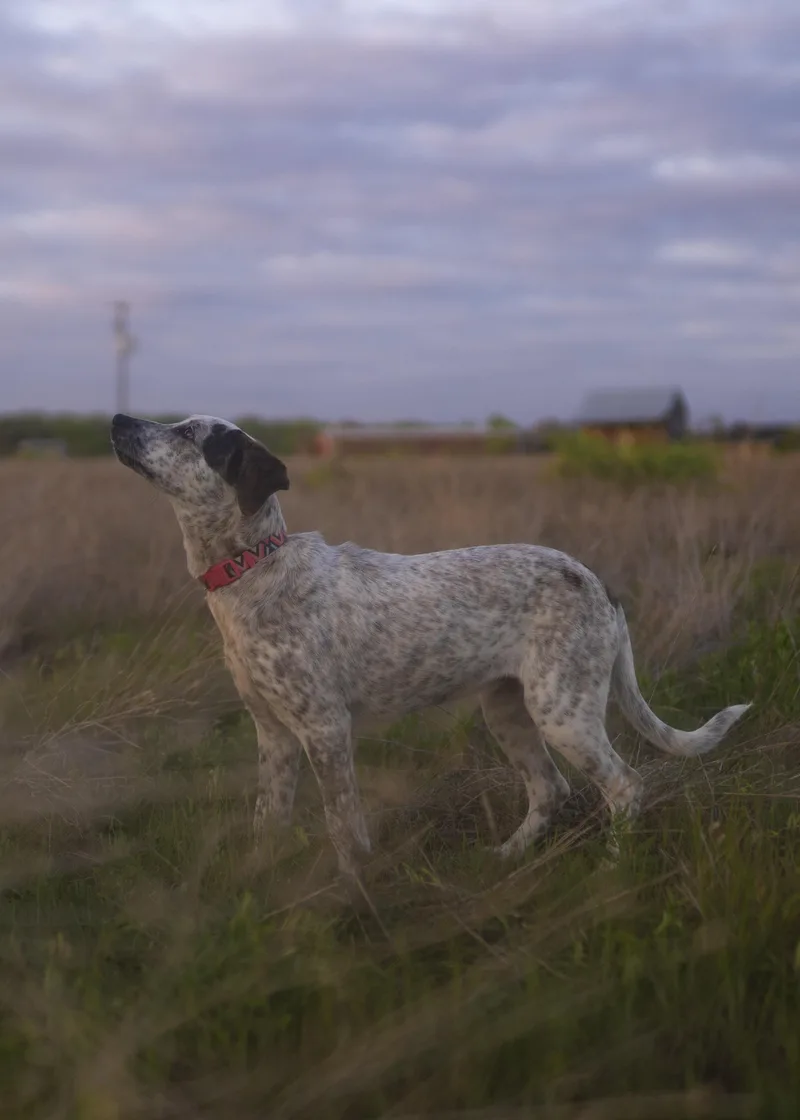 London Fog thumbnail 3