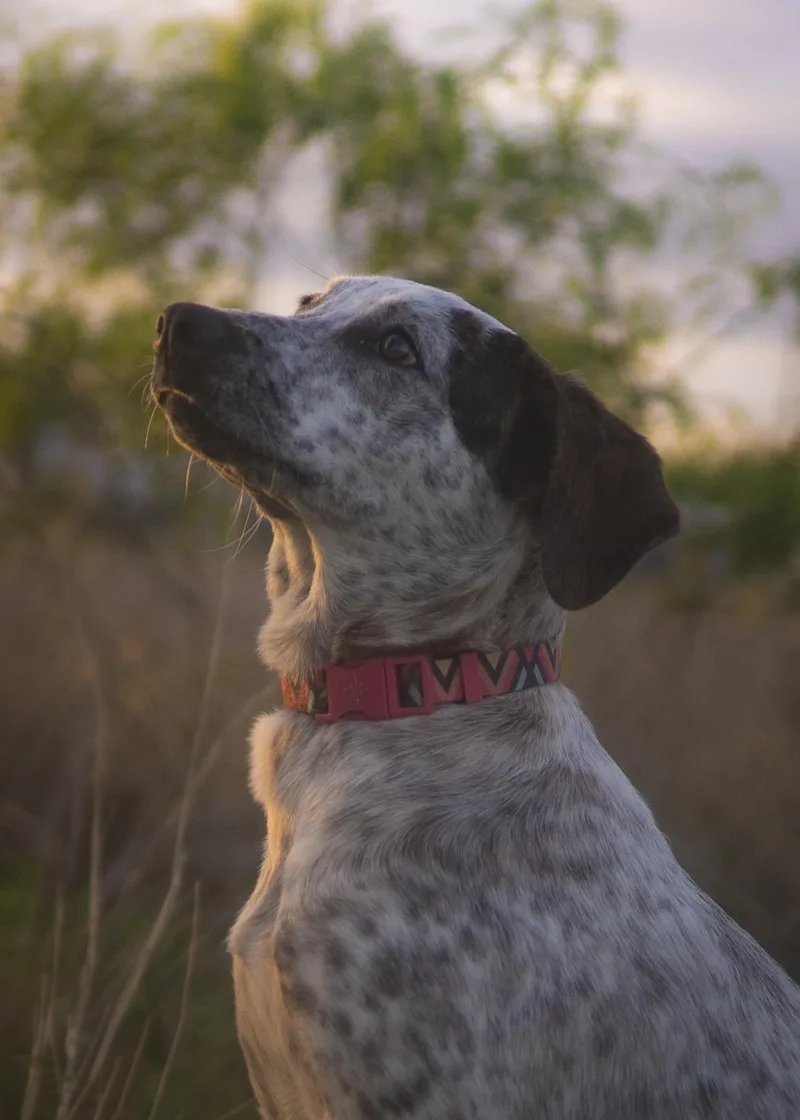 London Fog thumbnail 4