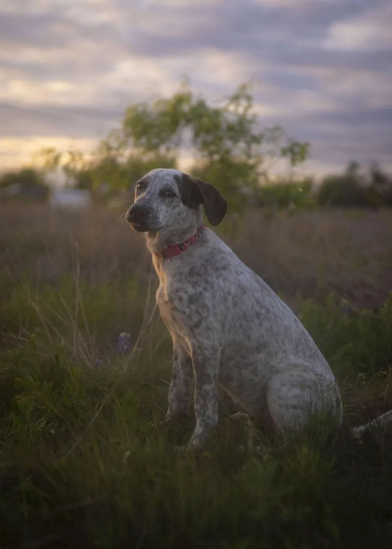 London Fog thumbnail 5