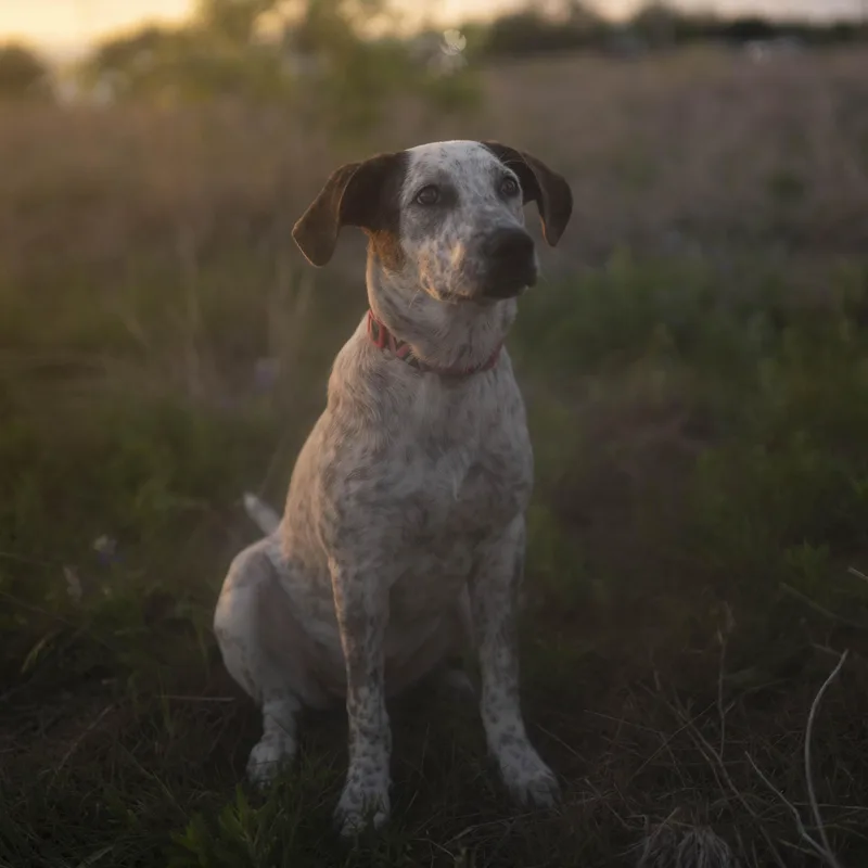 A baby medium-sized female Harlequin Australian Cattle Dog / Blue Heeler dog named London Fog for adoption in Driftwood, TX