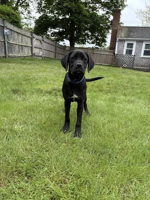A baby medium-sized male Boxer dog named Nickle for adoption in Brewster, MA