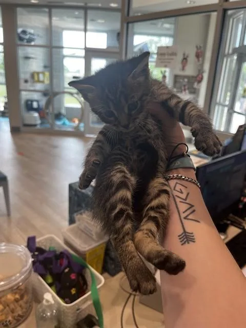 A baby small-sized male Domestic Short Hair cat named Pancetta for adoption in Pearland, TX