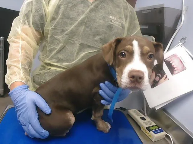 A baby large-sized male Pit Bull Terrier dog named Pollo for adoption in Phoenix, AZ