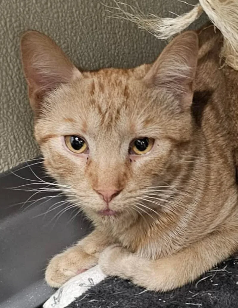 A young medium-sized male Domestic Short Hair cat named Rocky for adoption in Greensburg, PA