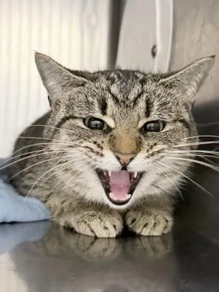 An adult large-sized female Domestic Short Hair cat named Alicia Garza for adoption in Reidsville, NC