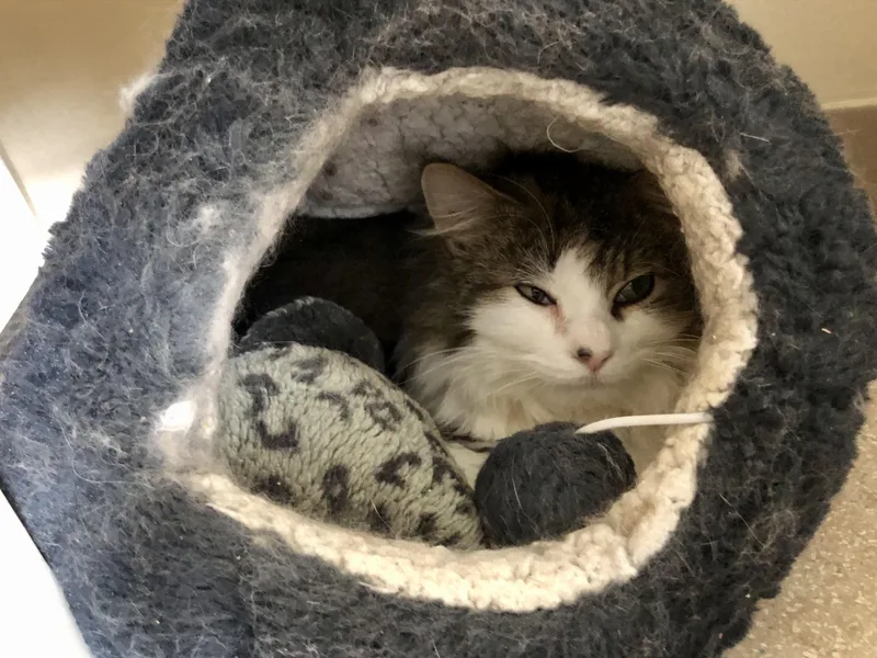 Rocky Road thumbnail 2