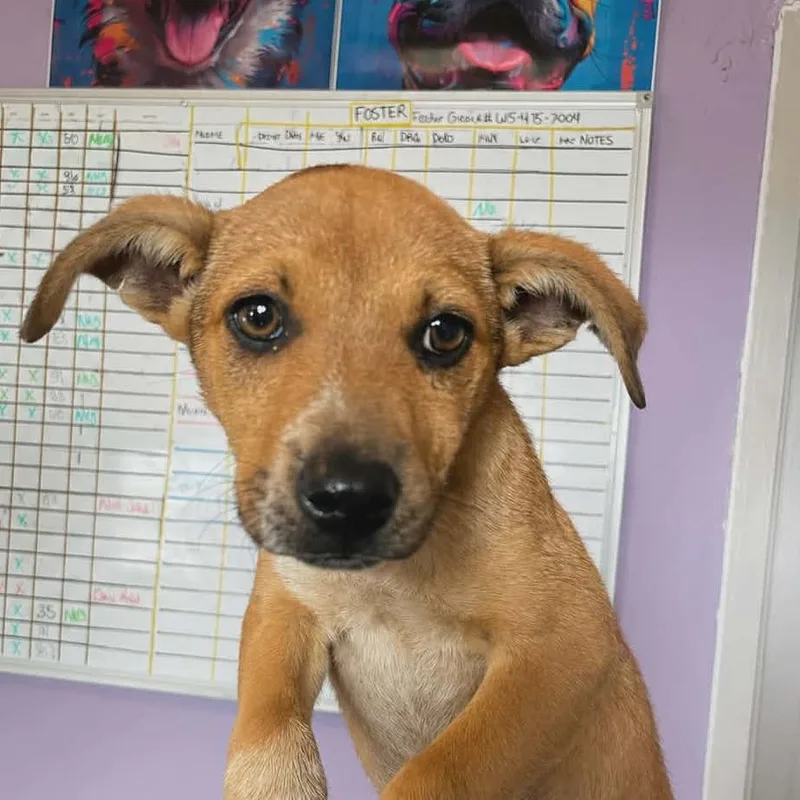 A baby small-sized female Yellow / Tan / Blond / Fawn Mixed Breed dog named Barkarita for adoption in Pulaski, TN