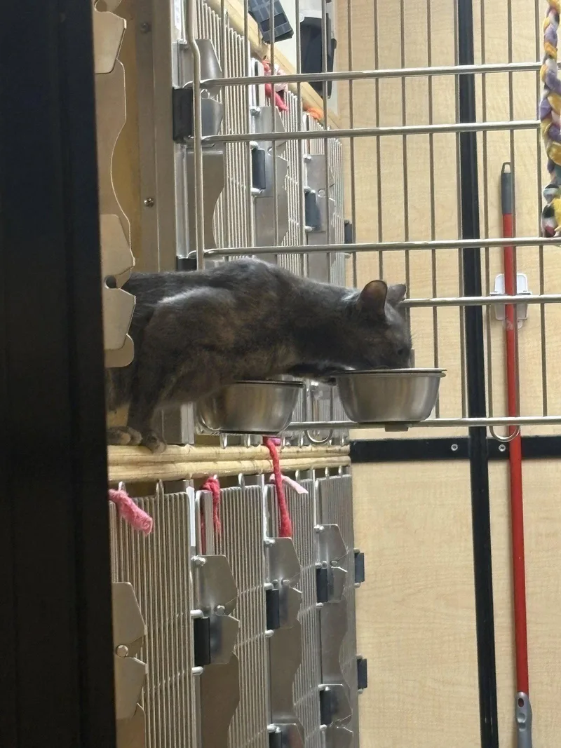 An adult medium-sized female Domestic Short Hair cat named Fable for adoption in Wheaton, IL