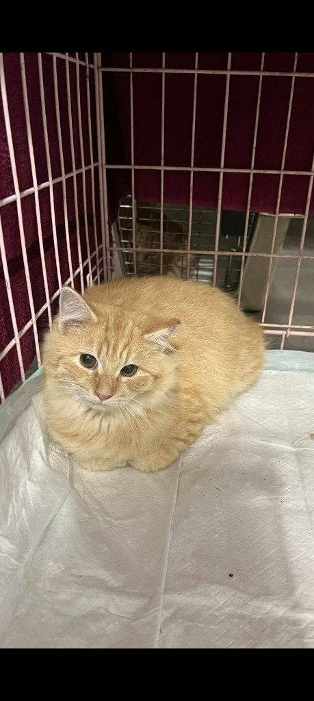 A young medium-sized male Orange / Red Domestic Short Hair cat named Gobble for adoption in Cromwell, KY