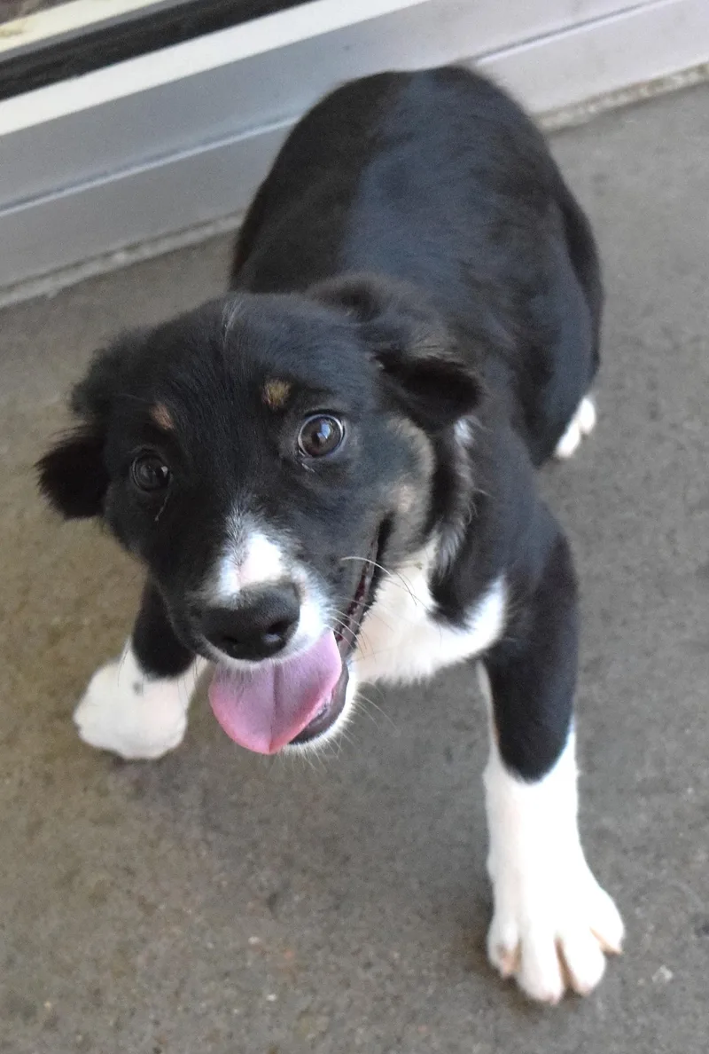 An adult medium-sized female Tricolor (Brown, Black, & White) Australian Shepherd dog named #22186 for adoption in Broken Arrow, OK