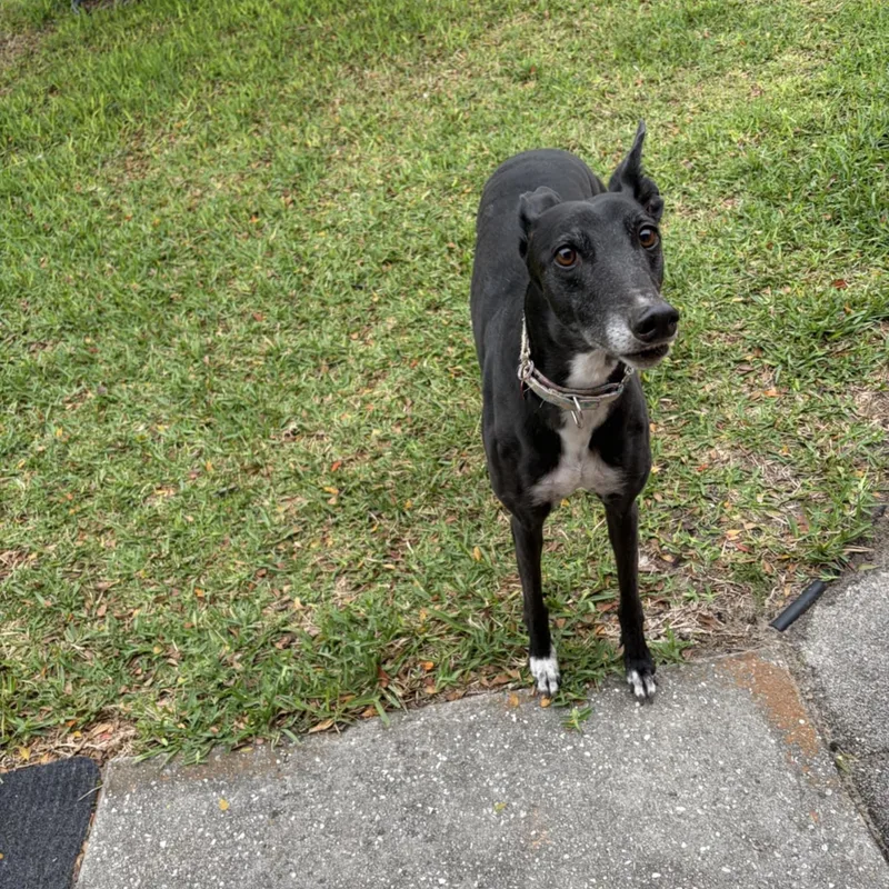 Kodi Girl thumbnail 2