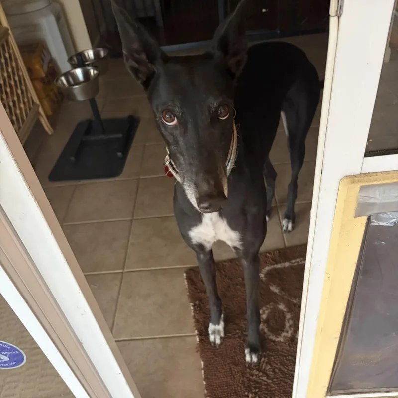 Kodi Girl thumbnail 5