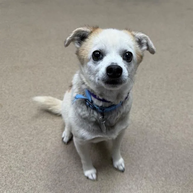 An adult small-sized male Chihuahua dog named Chico for adoption in Aurora, CO