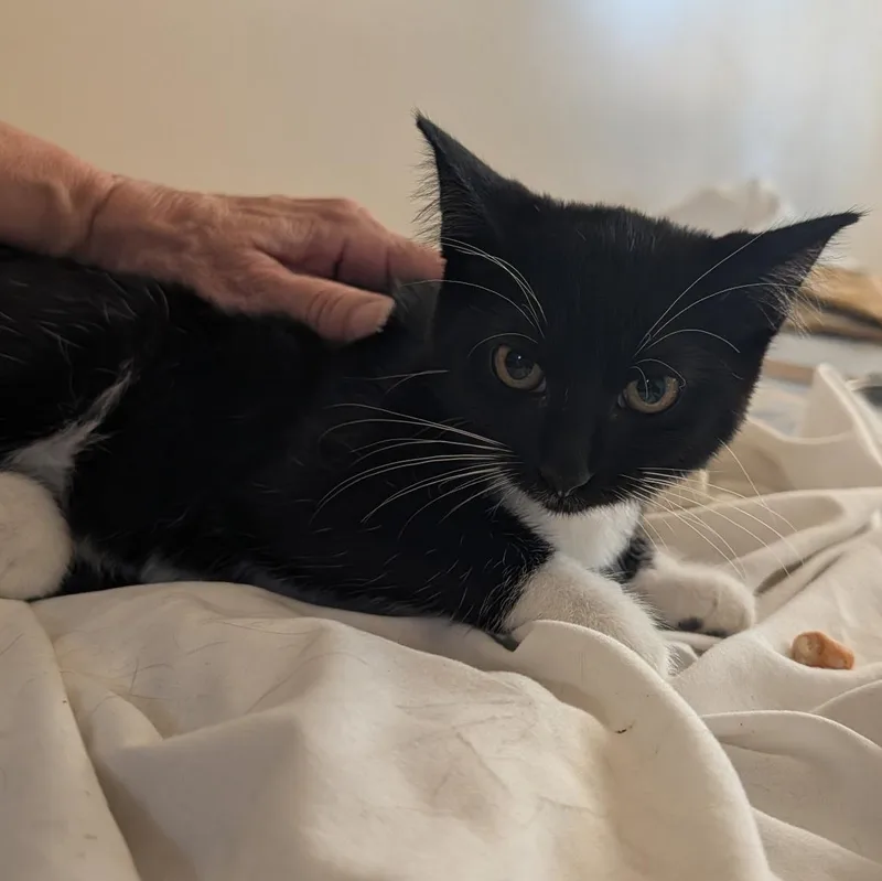 A baby small-sized female Black & White / Tuxedo Domestic Short Hair cat named Mauretania for adoption in Rancho Palos Verdes, CA